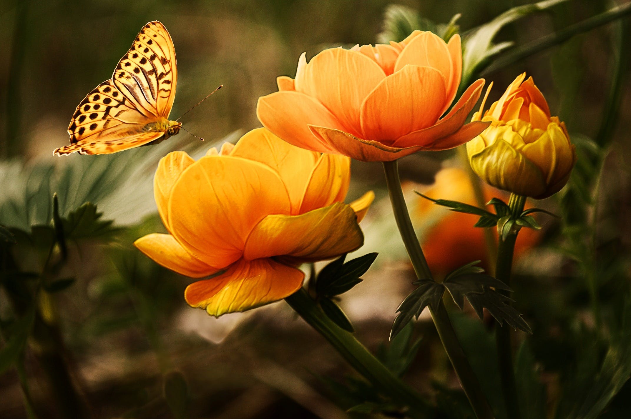 butterfly approaching the flower